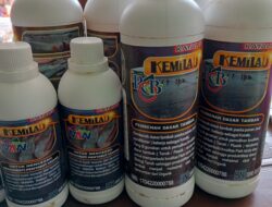 Dari Musim Kemarau Ke Musim Hujan 2 H Kebun Cabai Di Lampung Tengah Terserang Keriting