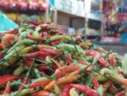 Menjelang Thn baru Harga Cabai Menurun