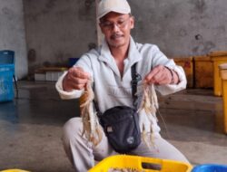 Pengusaha Tambak Udang Bp Sulaiman Yg berhasil