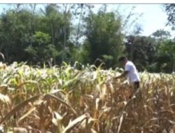 Petani Jagung di Sidomulyo kekurangan Air