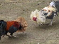 Polisi Grebek Sabung ayam Di Lab.Maringgai