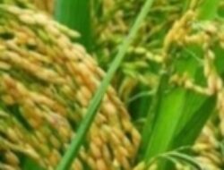 Lamteng Menargetkan Produksi Tanam Padi 648 Ribu Hektare Pada 2024