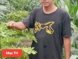 Petani Pepaya Di desa Giri Mulyo Kec Marga Sekampung Lamtim Akan Gagal Panen